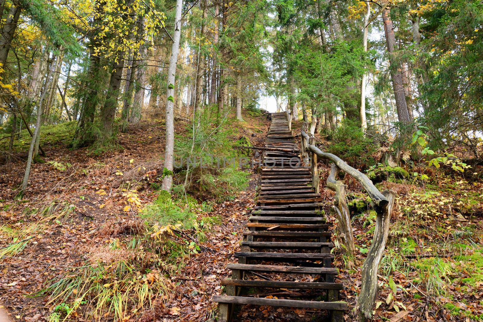 Photo of old wooden stairs in the forest. Nature photography.