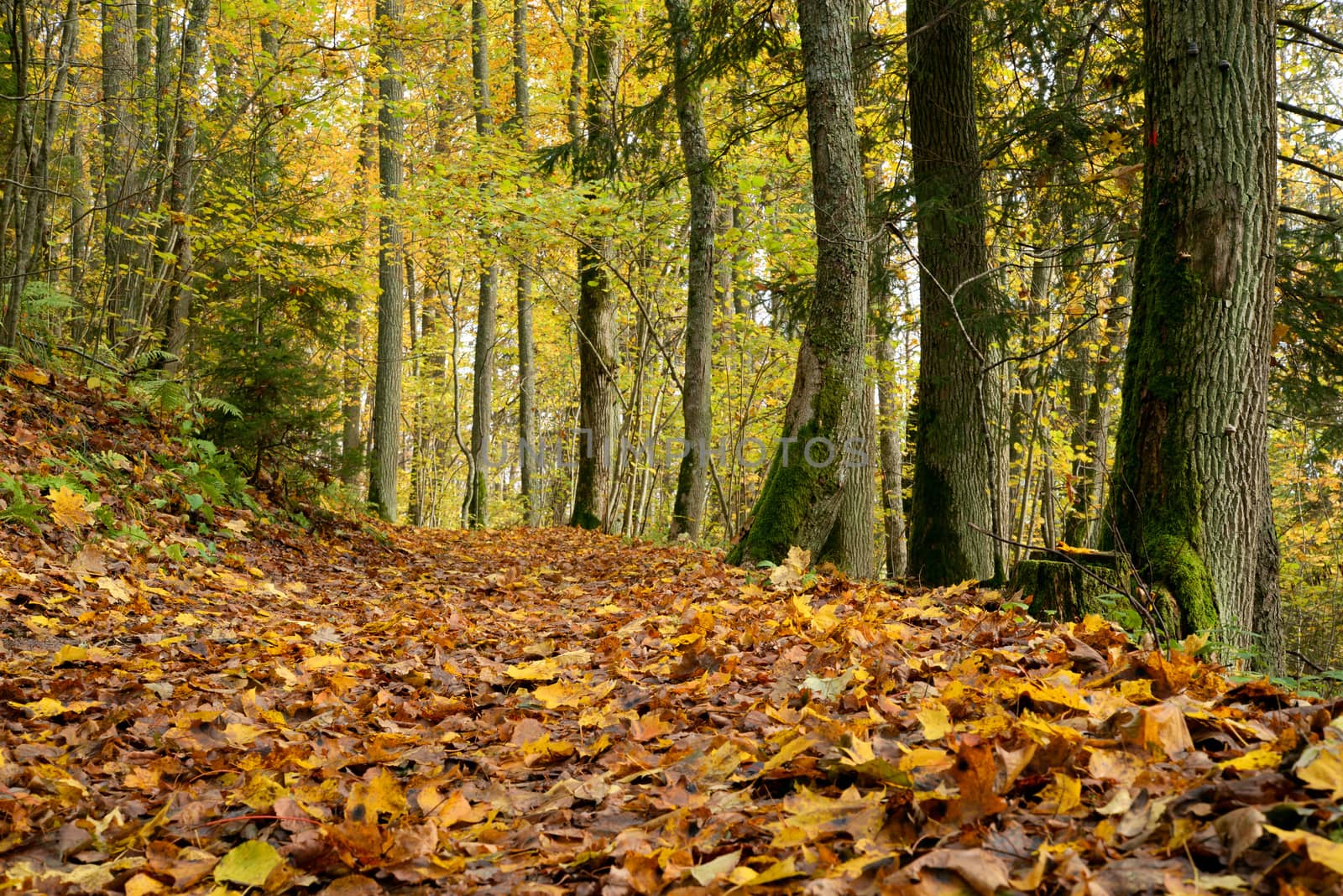 Road with orange leaves in the forest by dk_photos