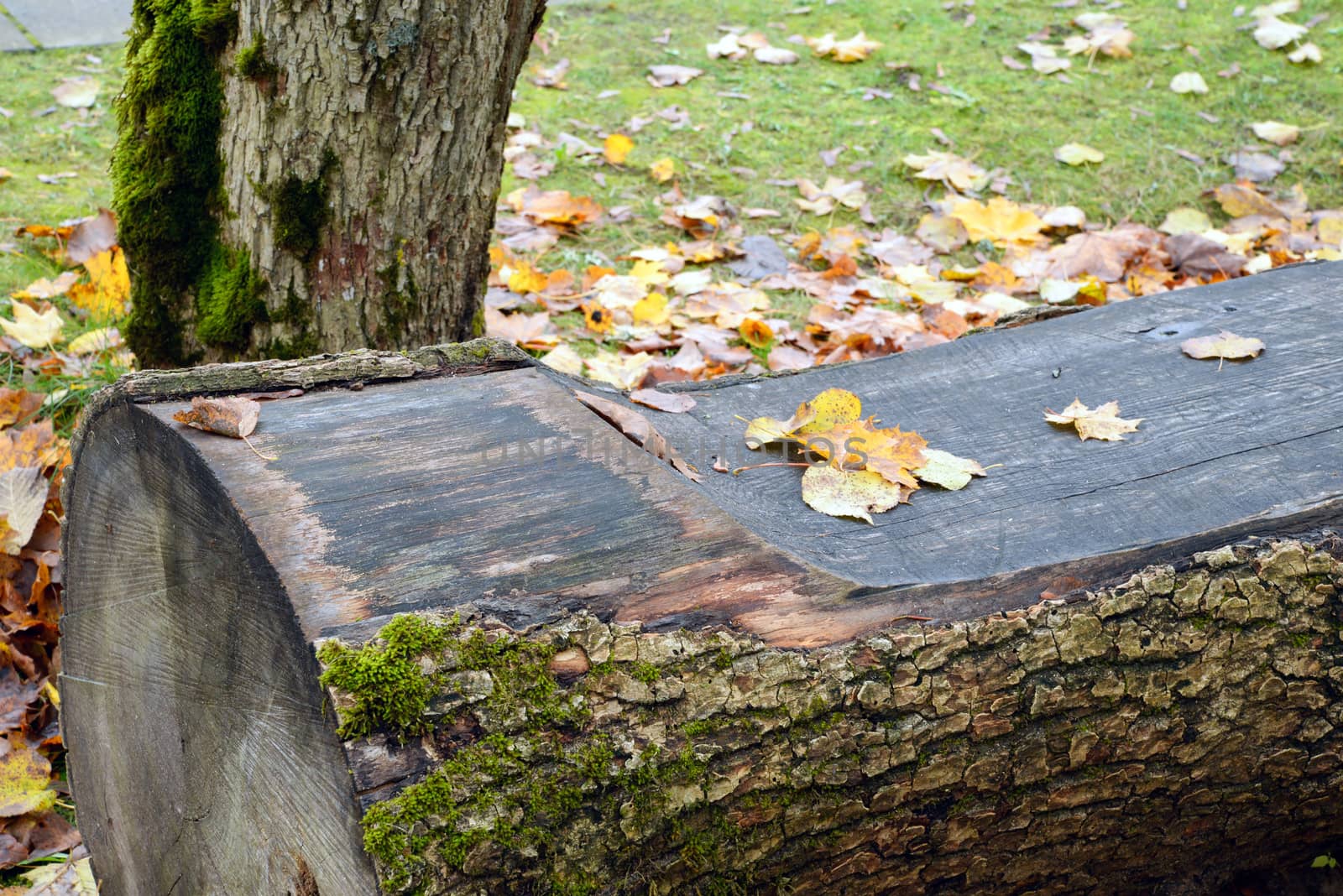 wooden bench in the park by dk_photos