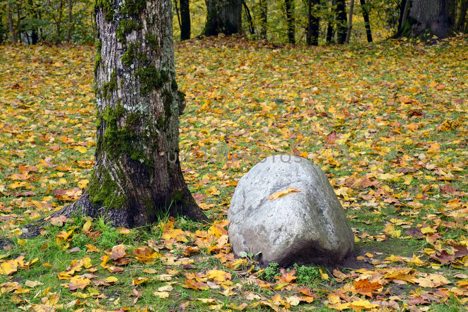 Photo of a boulder and a tree in the forest. Nature photography.