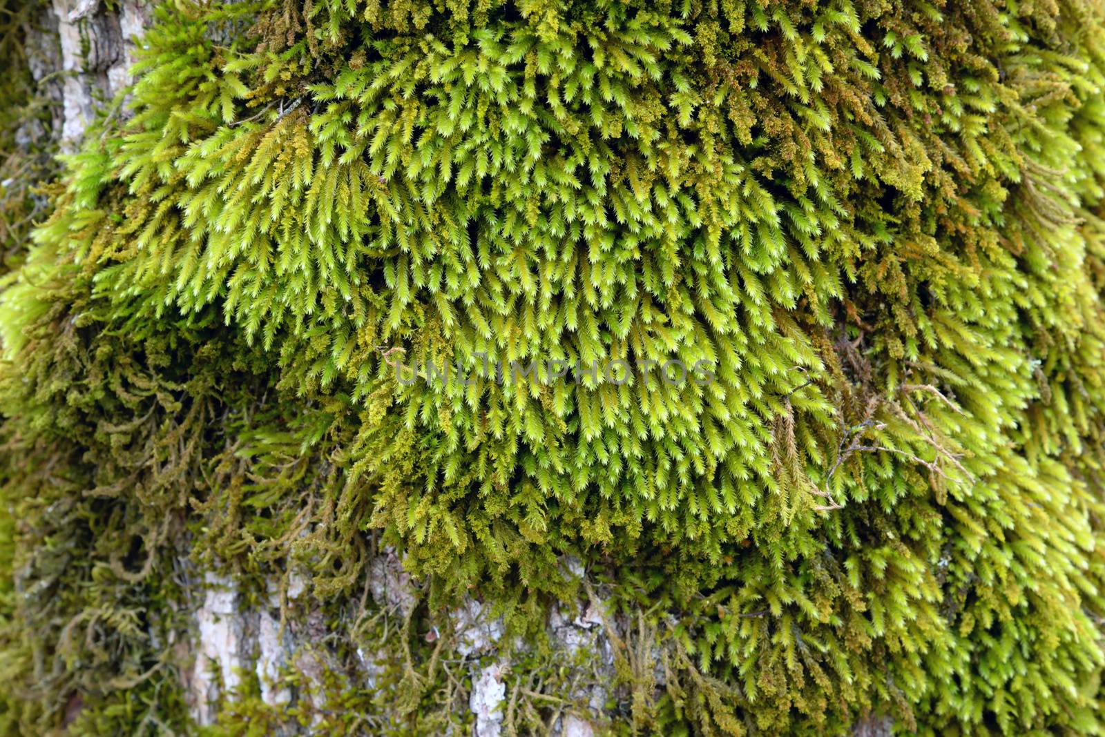 Photo of a mossy tree bark. May be used for texture and background.
