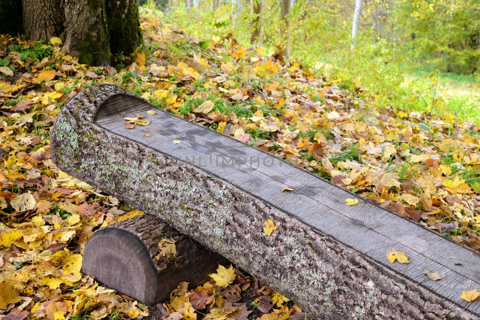Photo of a wooden bench in the park. Taken in Sigulda, Latvia.