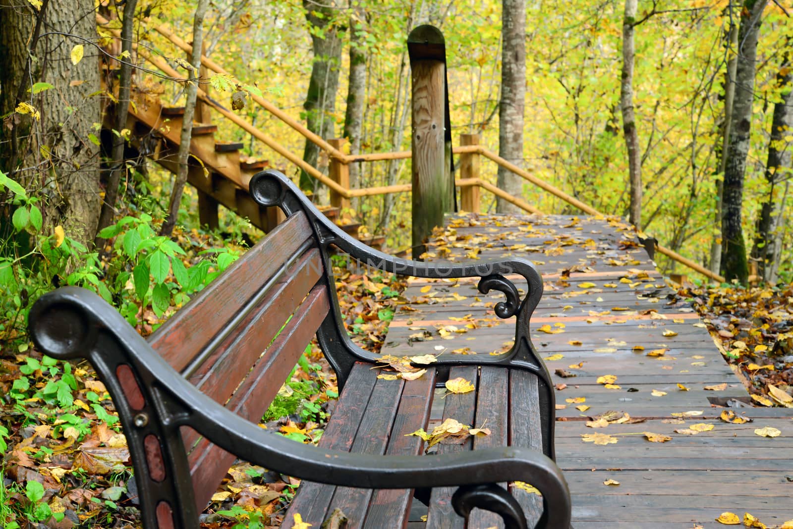 Photo of a bench in the forest. Taken in Sigulda, Latvia.