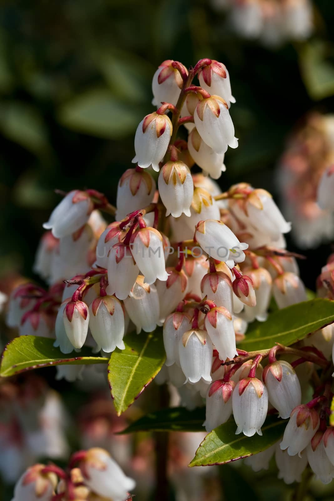 Pieris japonica in bloom