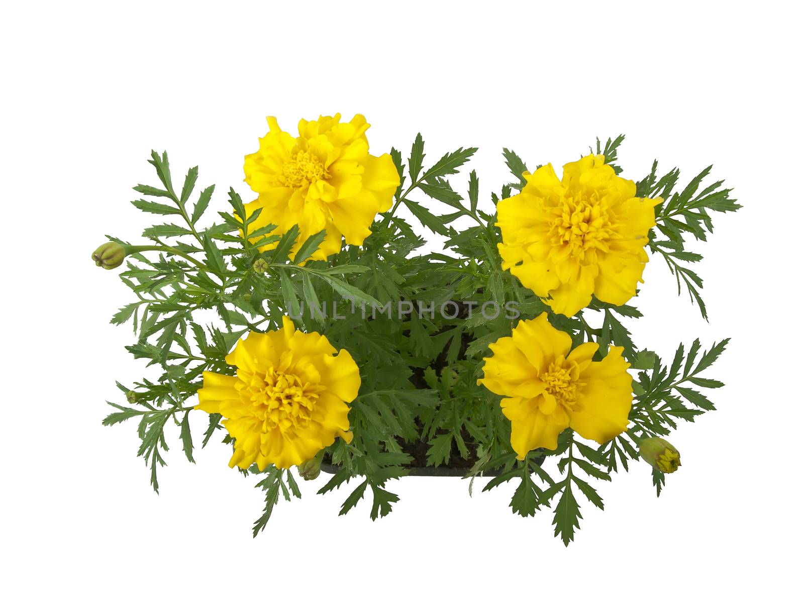 marigold (tagetes) flowers in pot, above view, studio shot