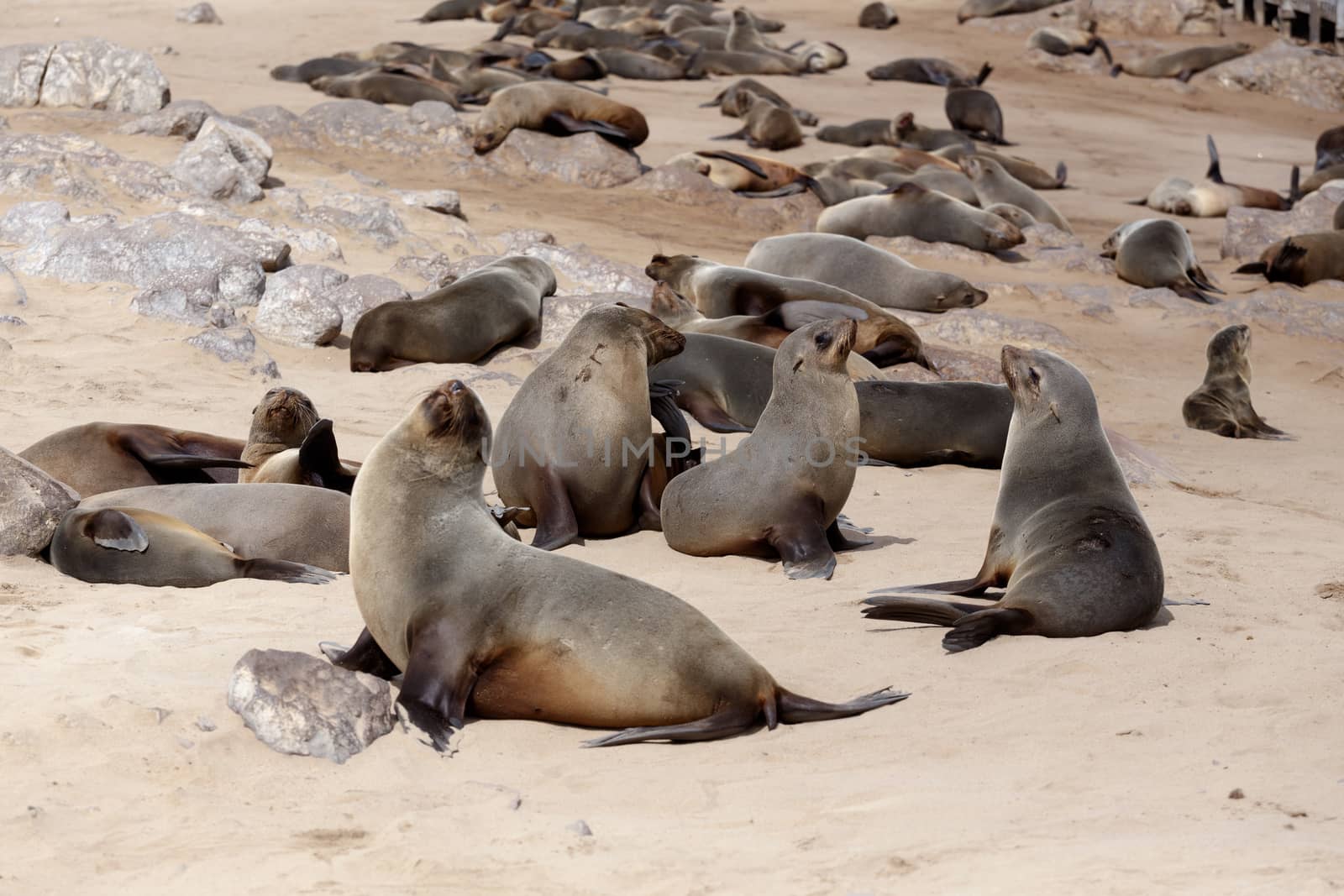 huge colony of Brown fur seal, Arctocephalus pusillus, in Cape Cross, Namibia, wide angle view, true wildlife photography