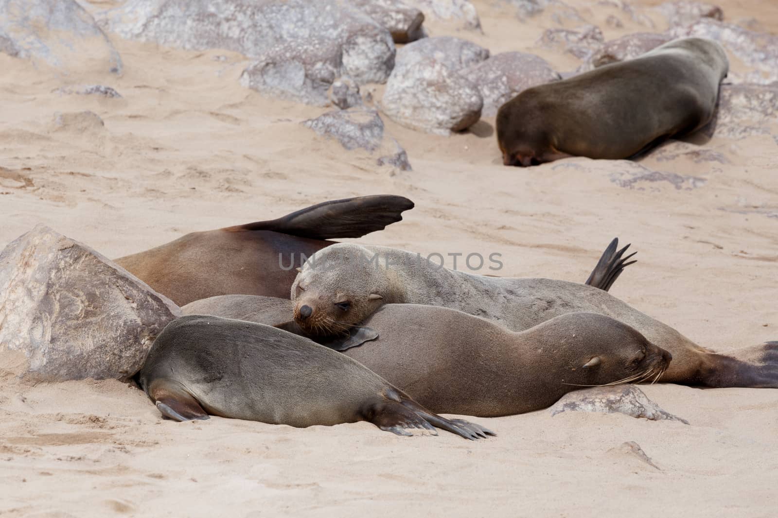 huge colony of Brown fur seal, Arctocephalus pusillus, in Cape Cross, Namibia, wide angle view, true wildlife photography