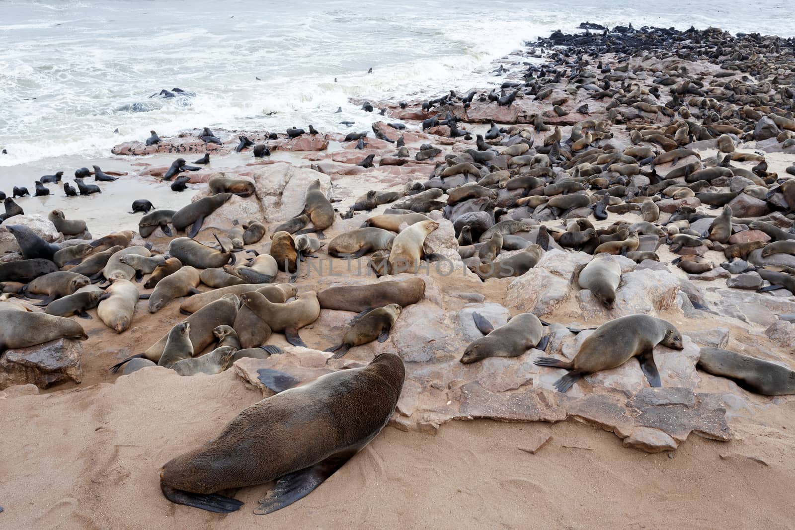 huge colony of Brown fur seal, Arctocephalus pusillus, in Cape Cross, Namibia, wide angle view, true wildlife photography