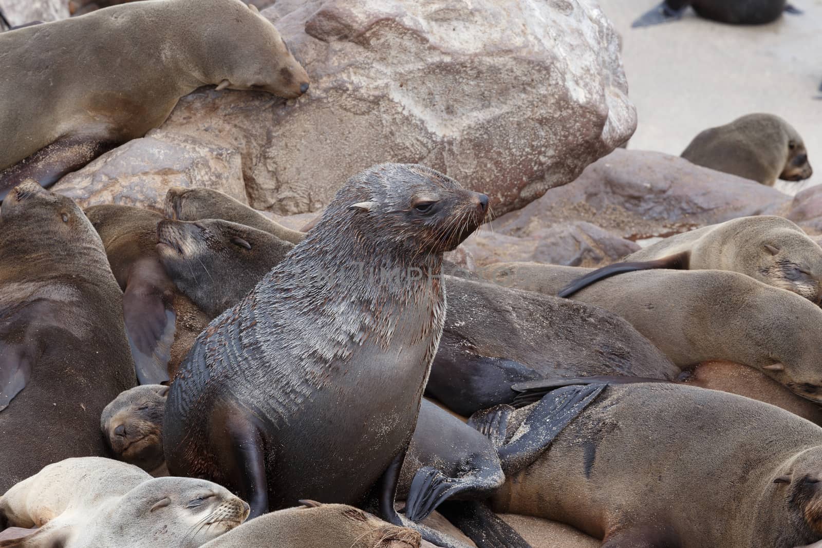 huge colony of Brown fur seal, Arctocephalus pusillus, in Cape Cross, Namibia, wide angle view, true wildlife photography