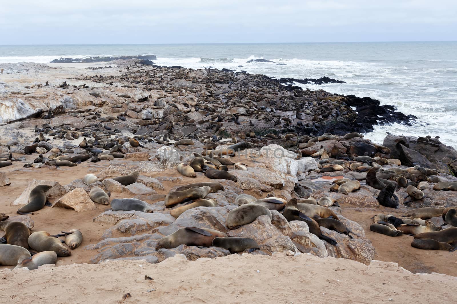 huge colony of Brown fur seal, Arctocephalus pusillus, in Cape Cross, Namibia, wide angle view, true wildlife photography