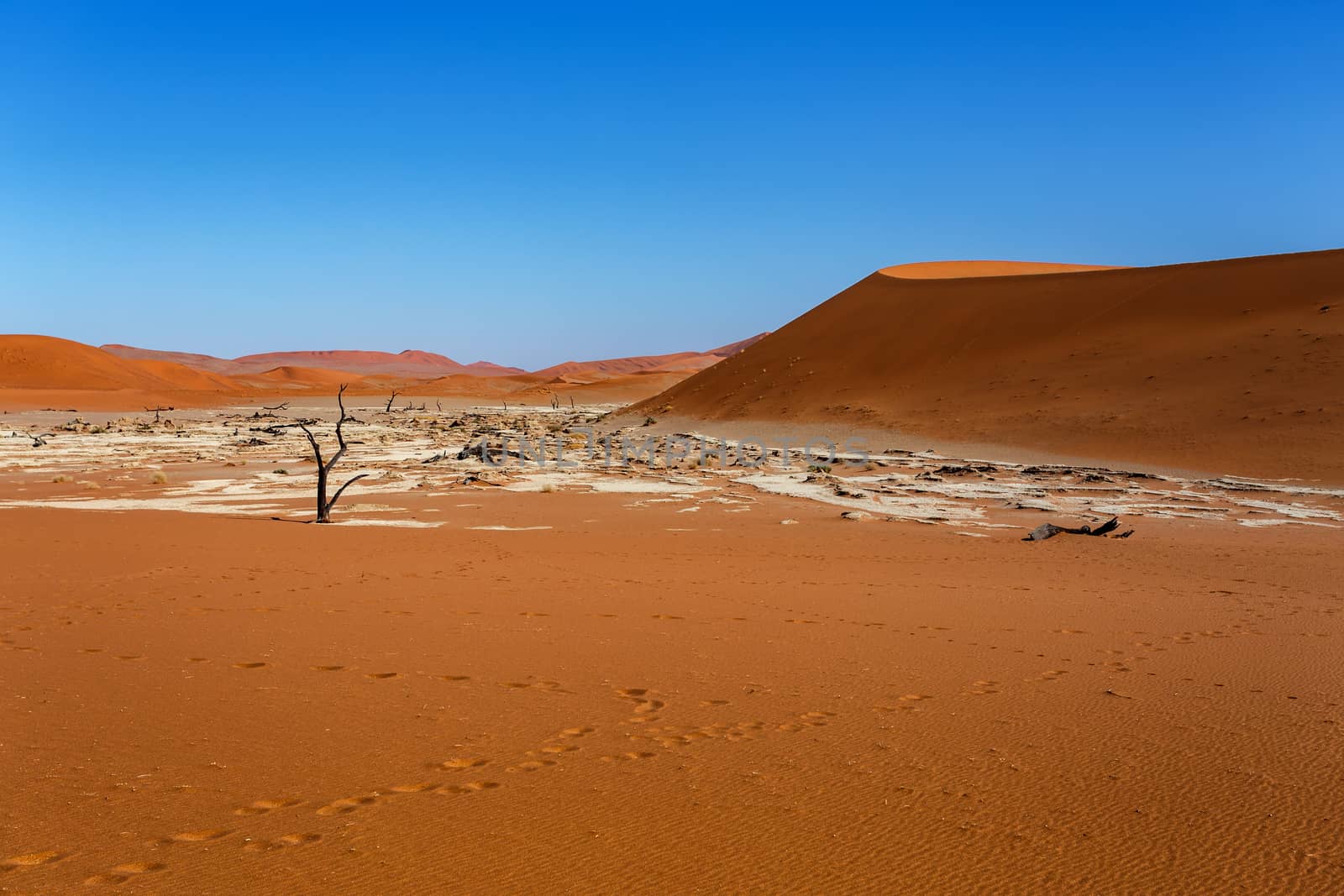 Sossusvlei beautiful sunrise landscape of hidden death valley in Namibian desert with blue sky, best place in Namibia