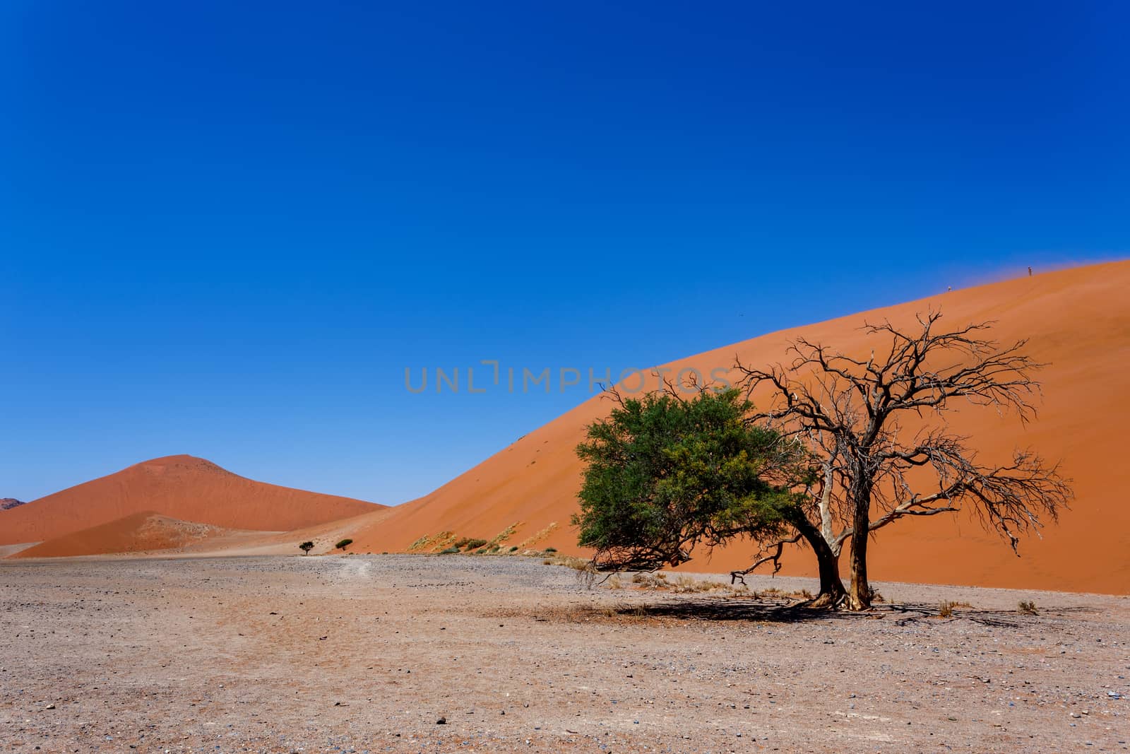 Dune 45 in sossusvlei Namibia, biggest dune in the world