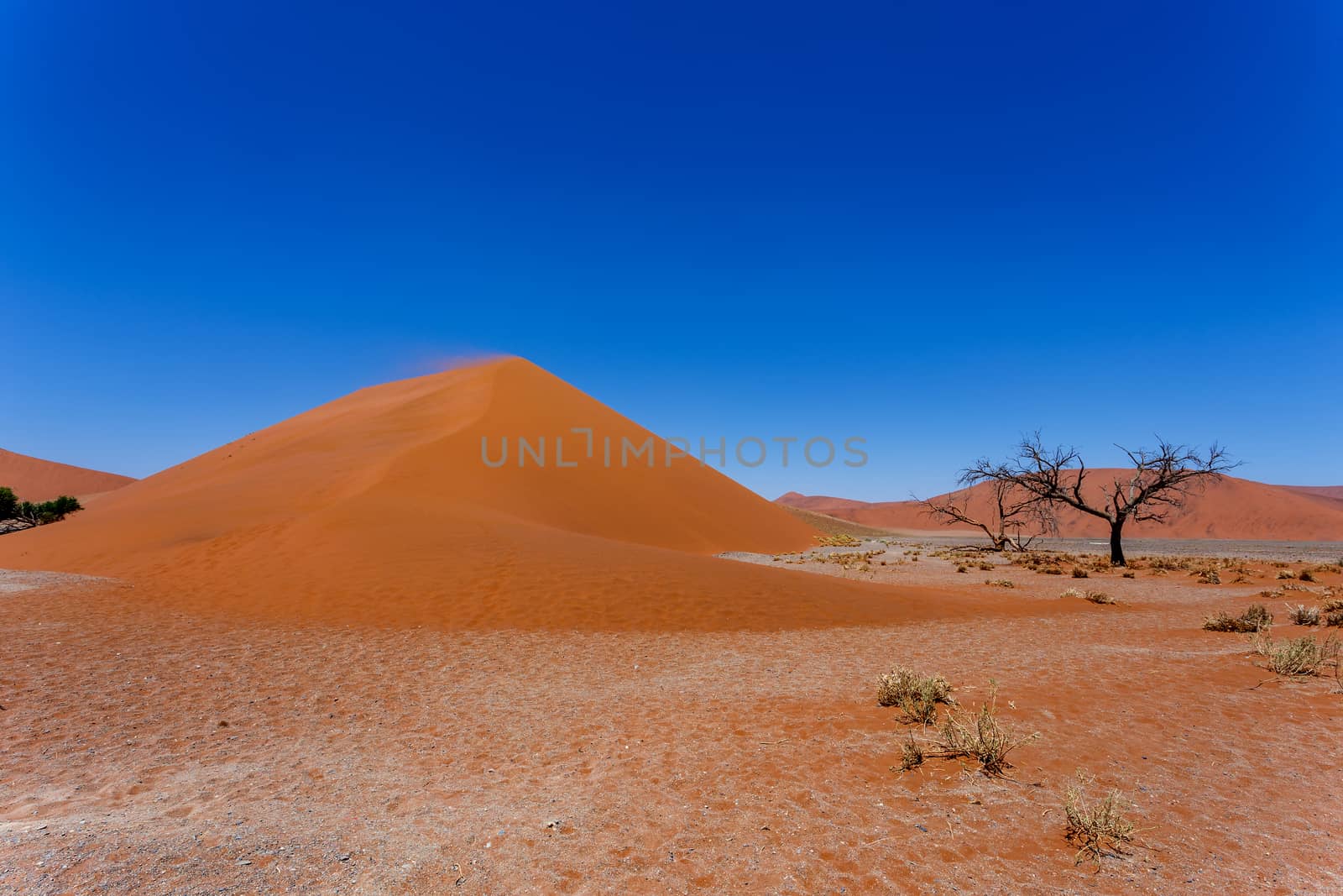 Dune 45 in sossusvlei Namibia, biggest dune in the world
