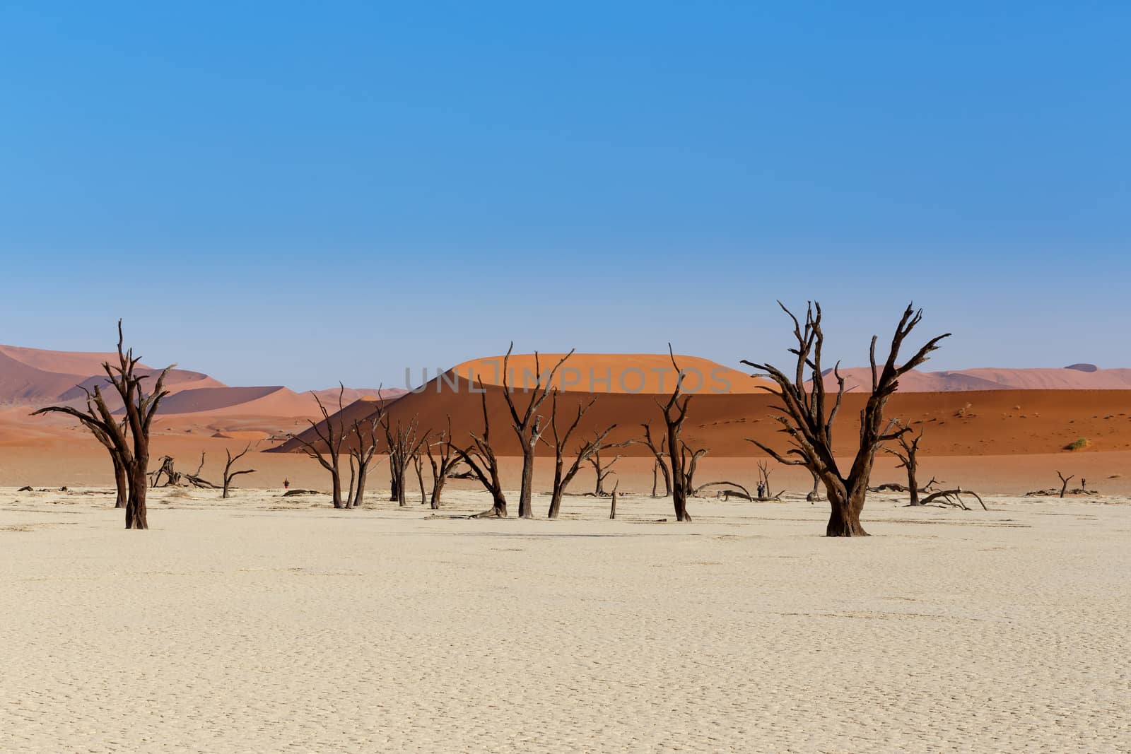 Sossusvlei beautiful sunrise landscape of hidden death valley in Namibian desert with blue sky, best place in Namibia