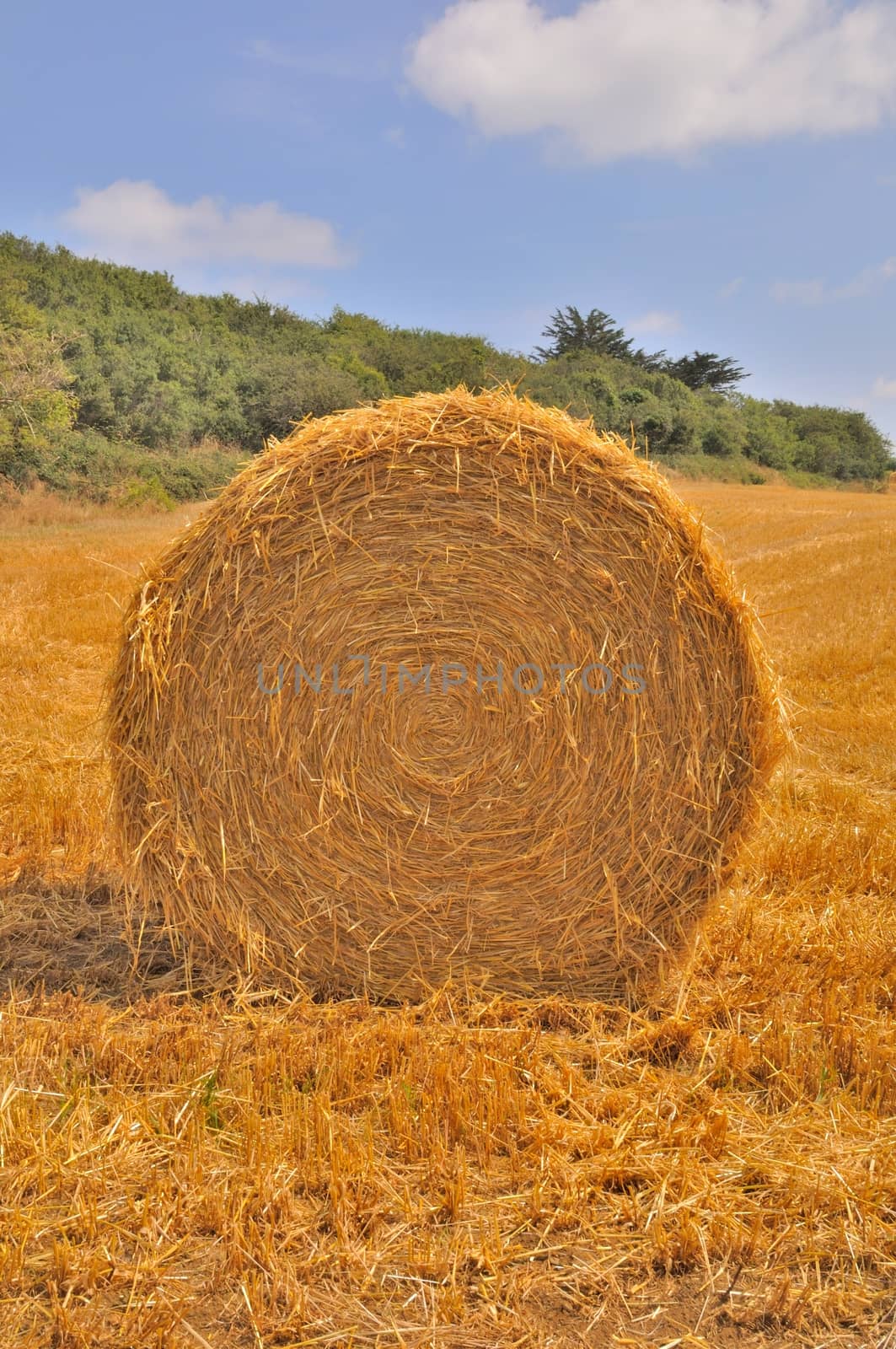  Round straw bales in harvested fields 