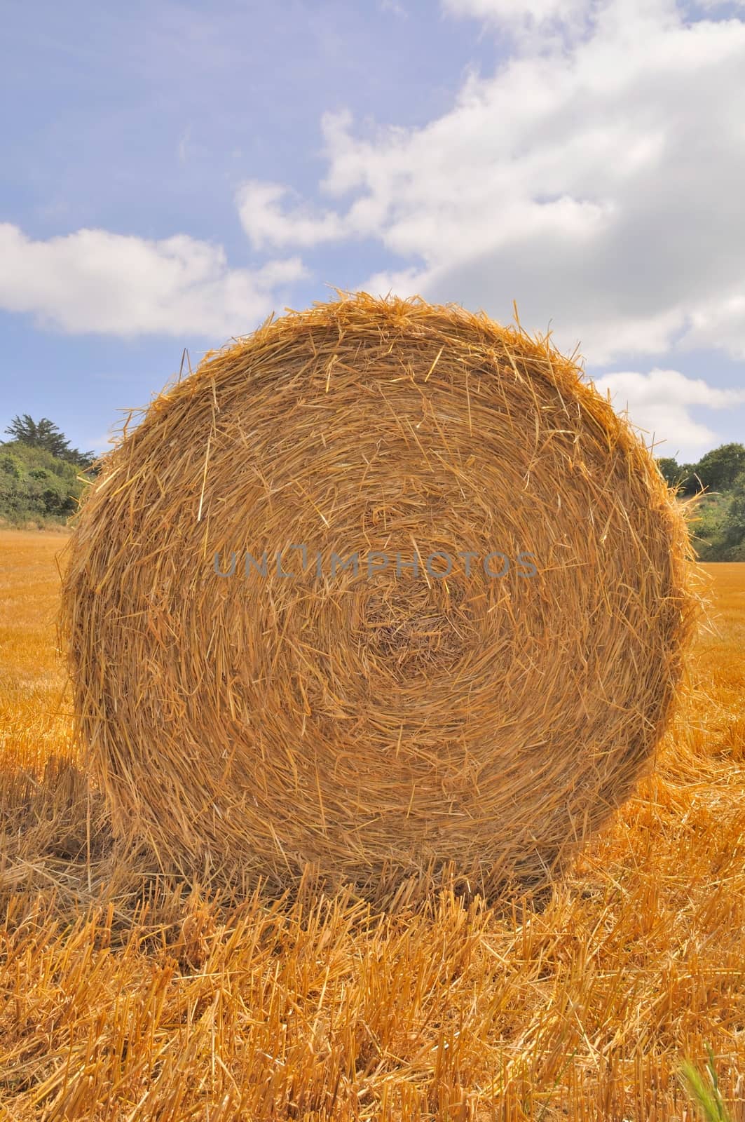  Round straw bales in harvested fields 