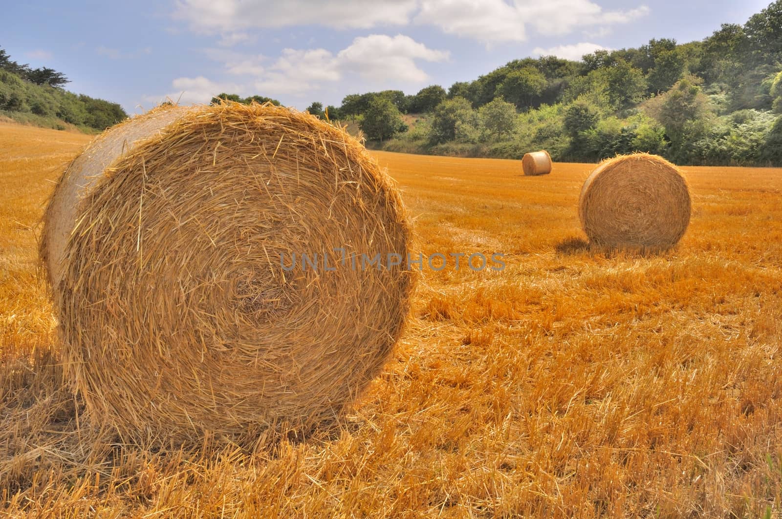  Round straw bales in harvested fields 