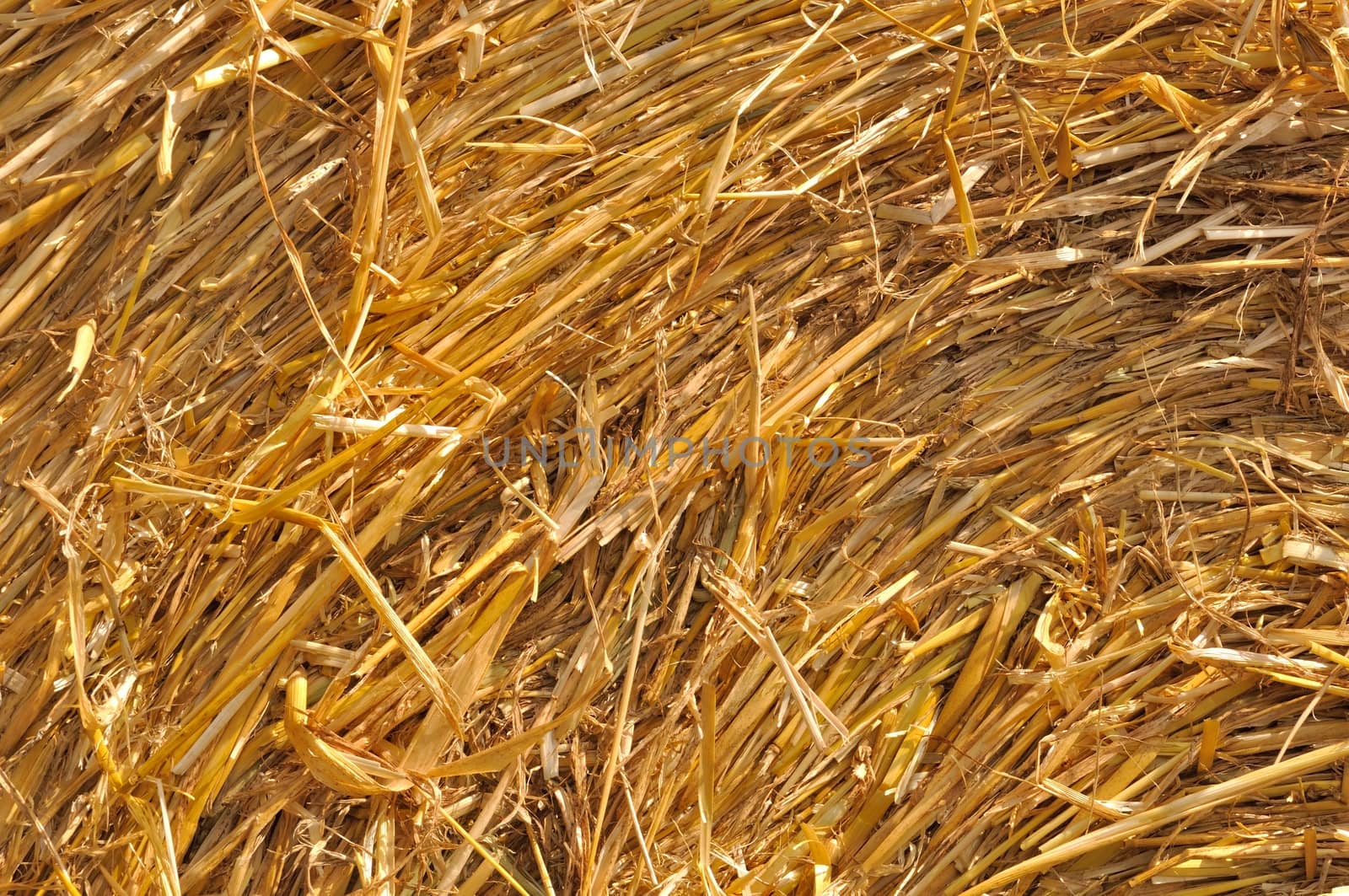  Round straw bales in harvested fields 