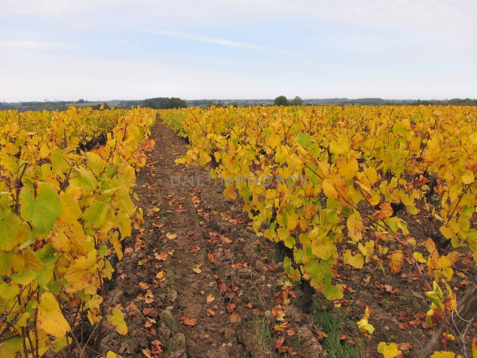 Vineyard in "Pays Nantais"