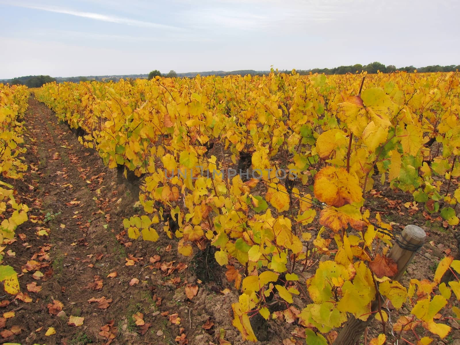Vineyard in "Pays Nantais"