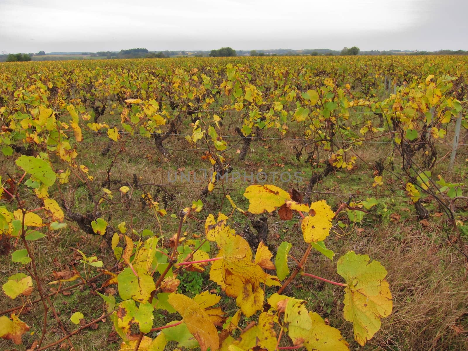 Vineyard in "Pays Nantais"