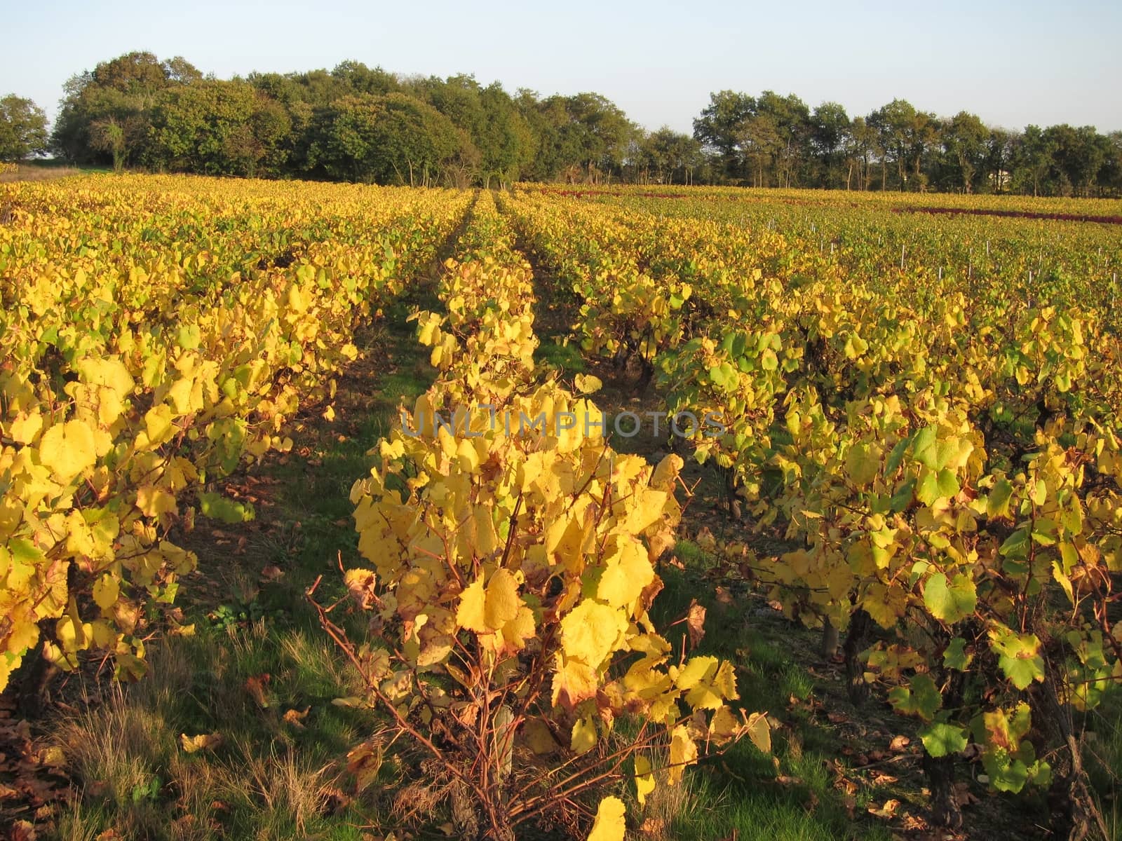 Vineyard in "Pays Nantais"