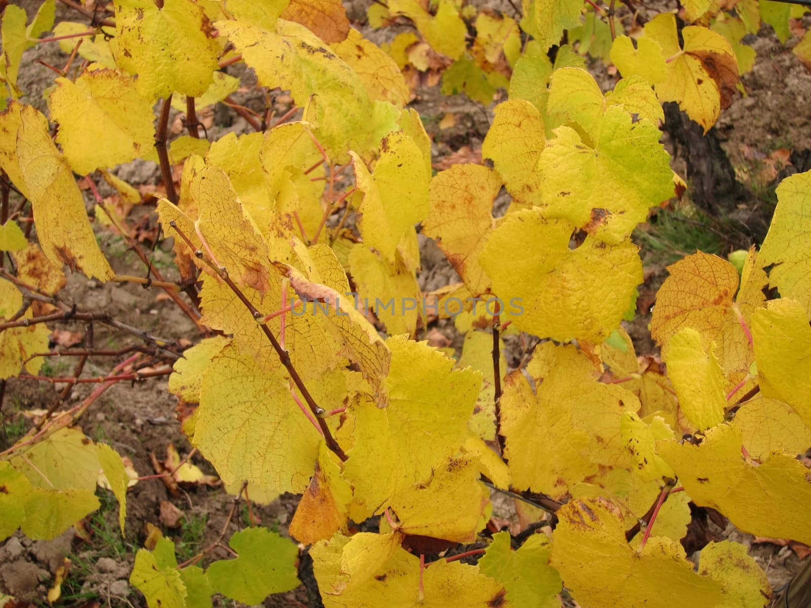 Vineyard in "Pays Nantais"