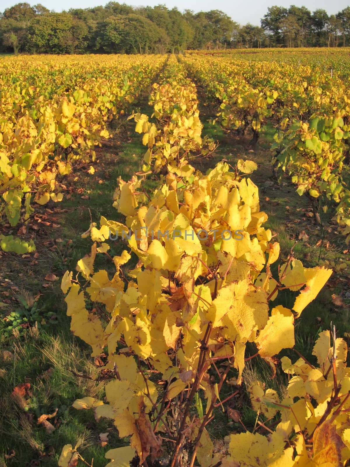 Vineyard in "Pays Nantais"