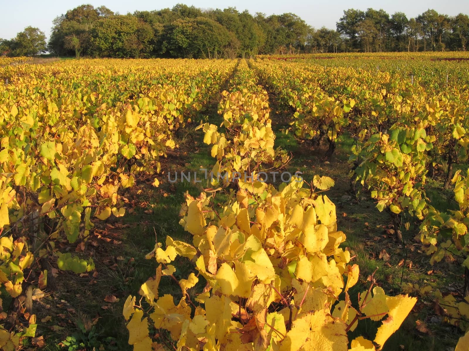 Vineyard in "Pays Nantais"