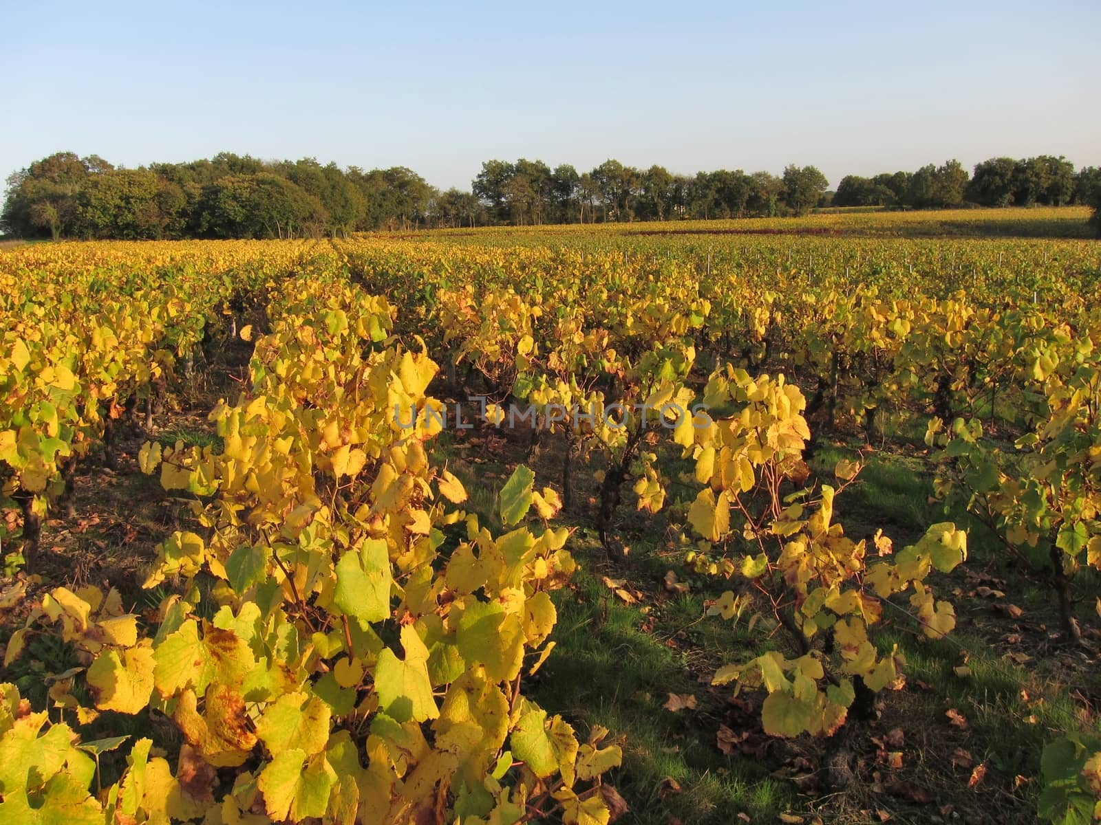 Vineyard in "Pays Nantais"