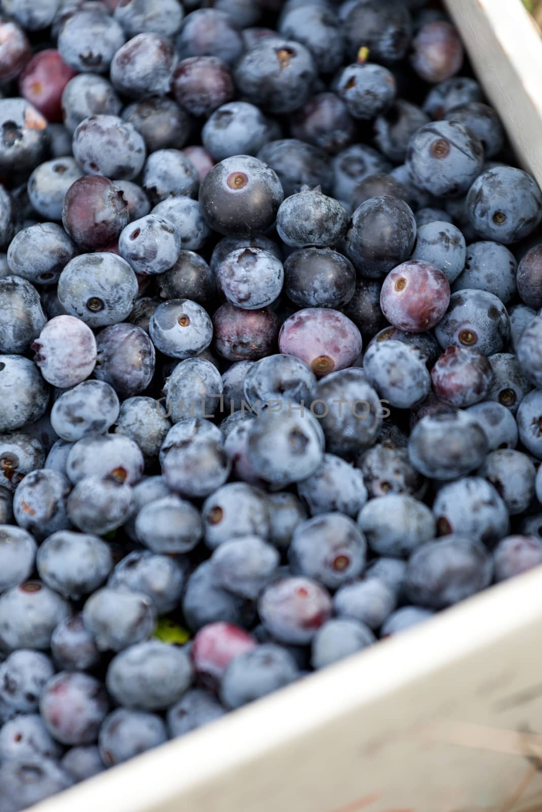 Close up of a box full of freshly picked blueberries. Shallow depth of field.