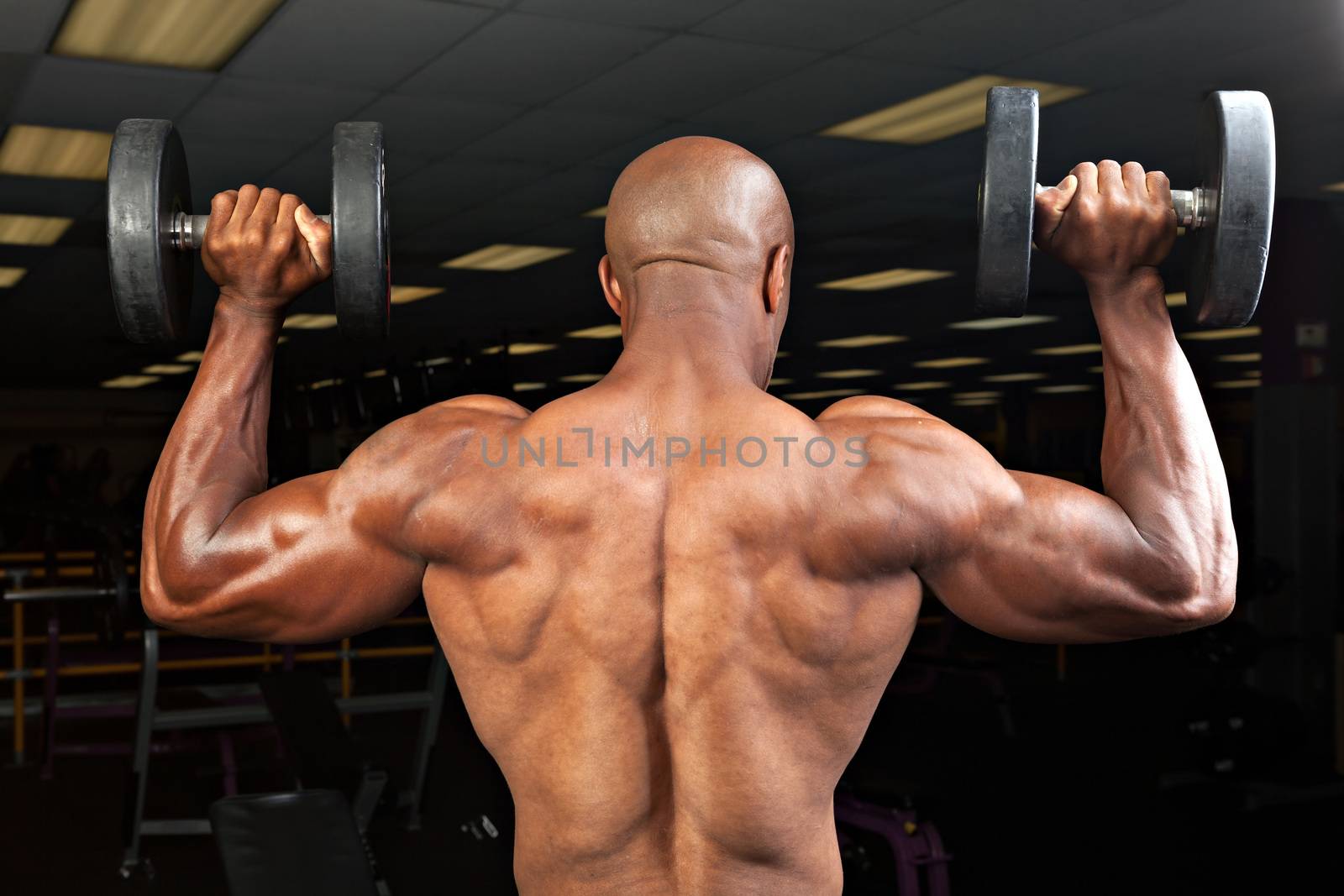 Strong back and shoulders on a  ripped lean muscle fitness man lifting weights.