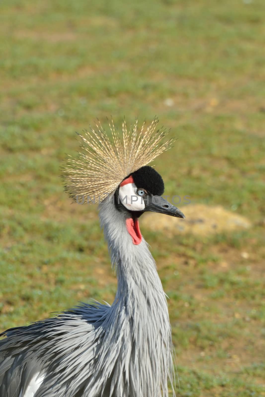 Head of grey crane by pauws99