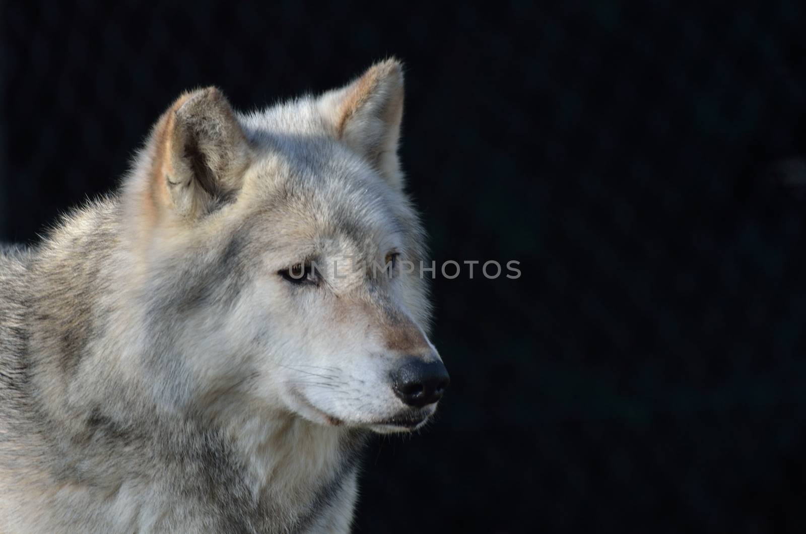 Grey timber wolf