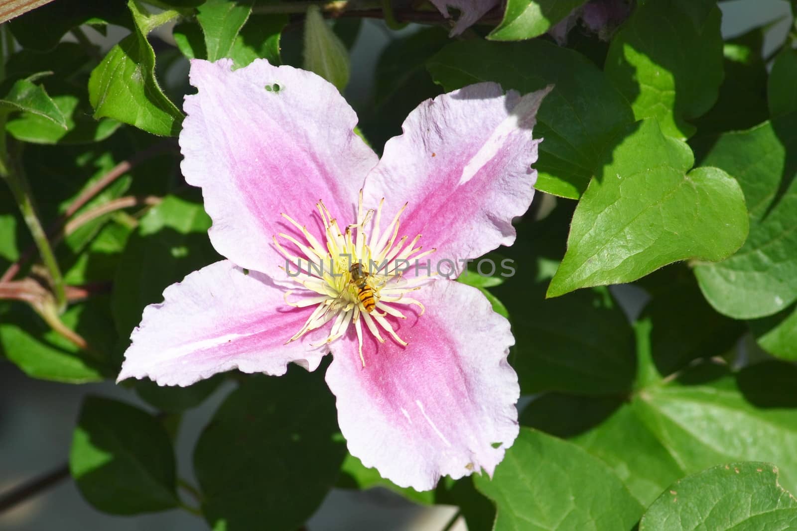 Closeup of a pink flowering clematis (Clematis) 