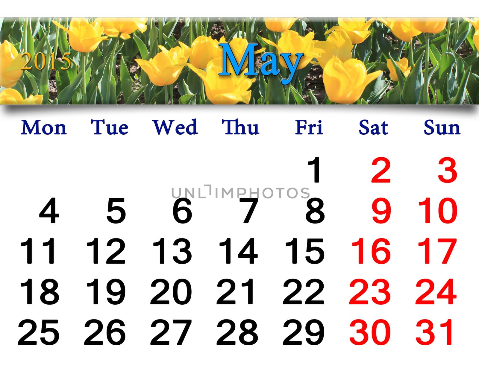 calendar for May of 2015 year with yellow tulips by alexmak
