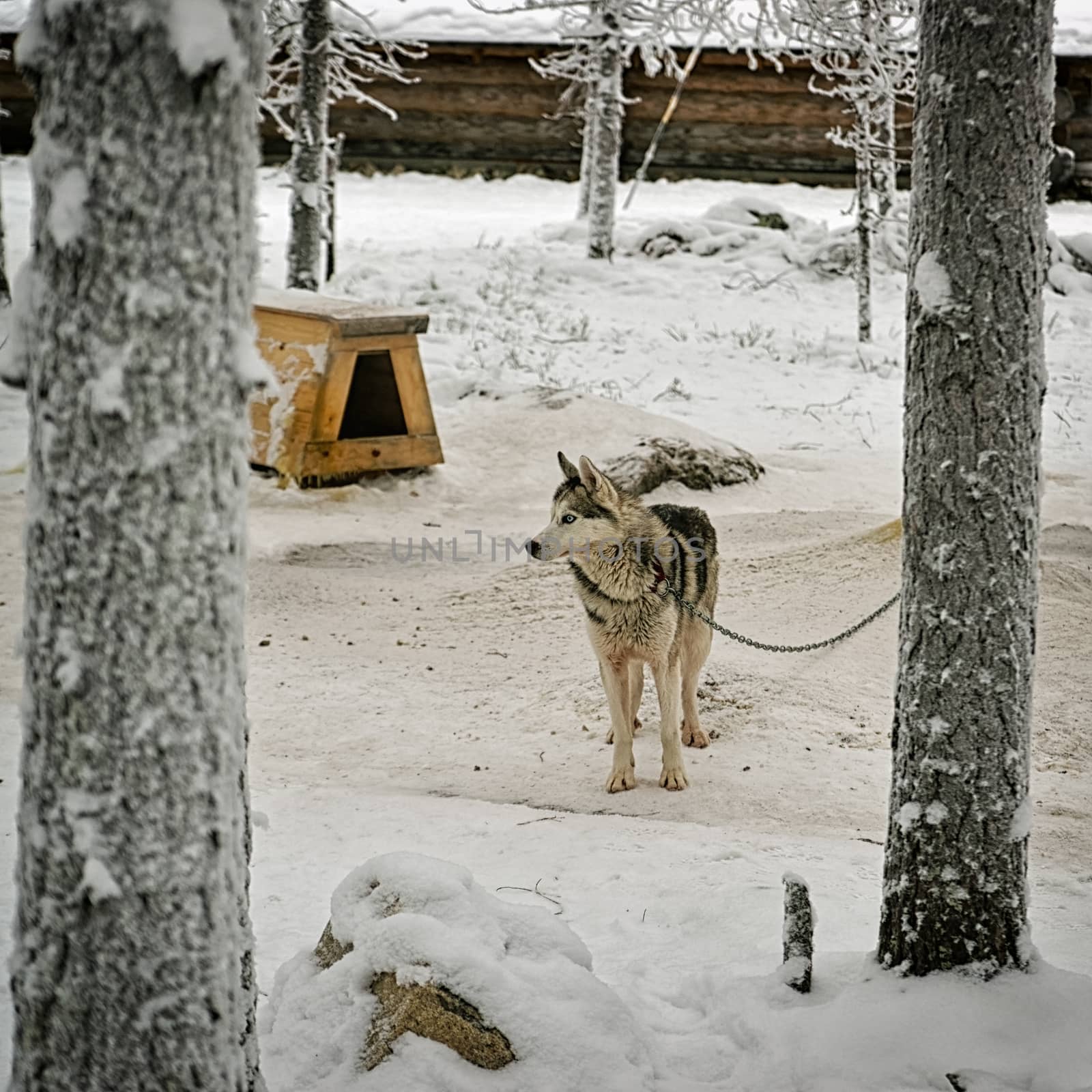 Husky dog on the chain in winter