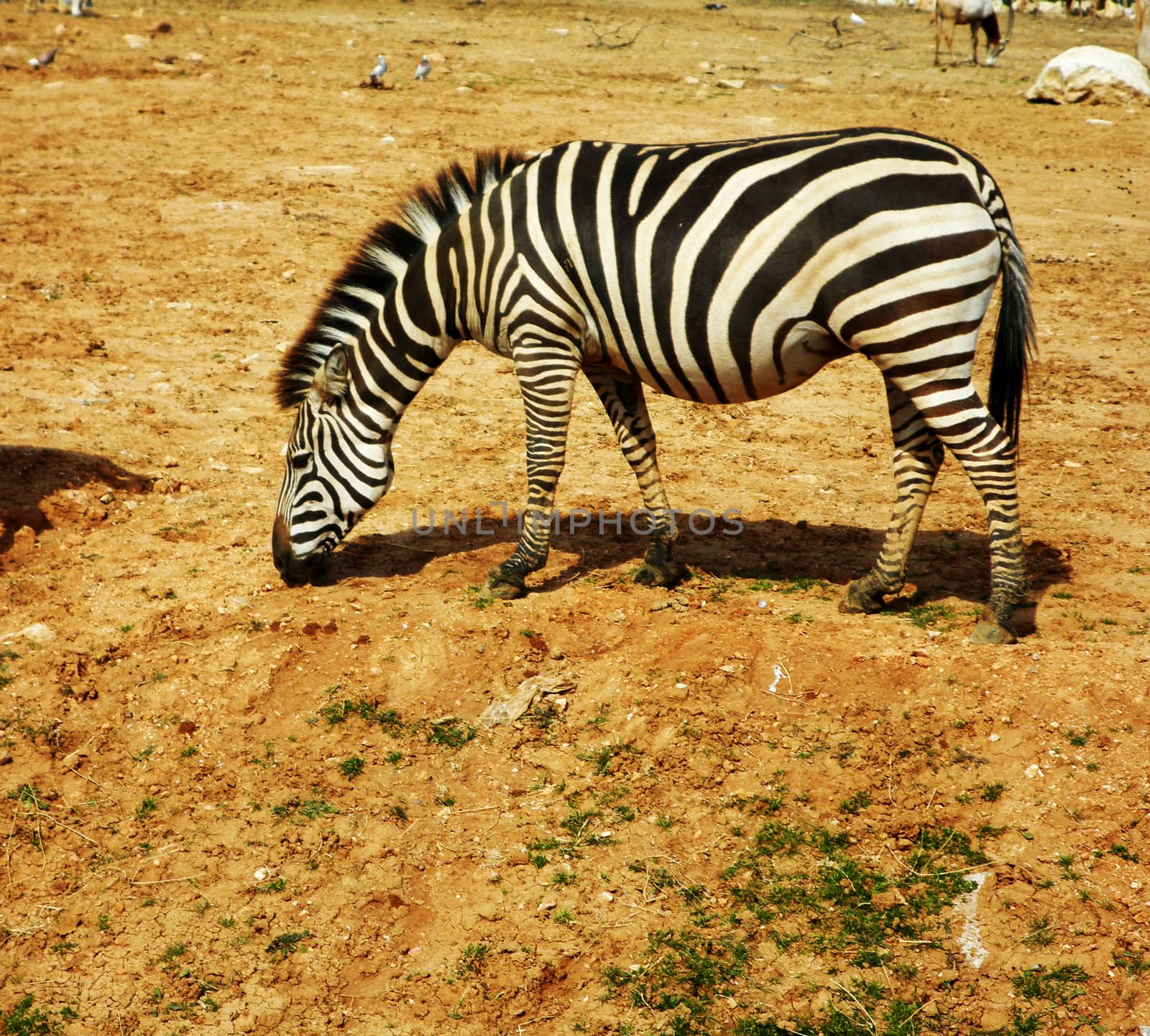 OLYMPUS DIGITAL CAMERAClose up view of a zebra.

Picture taken on March 13, 2011.