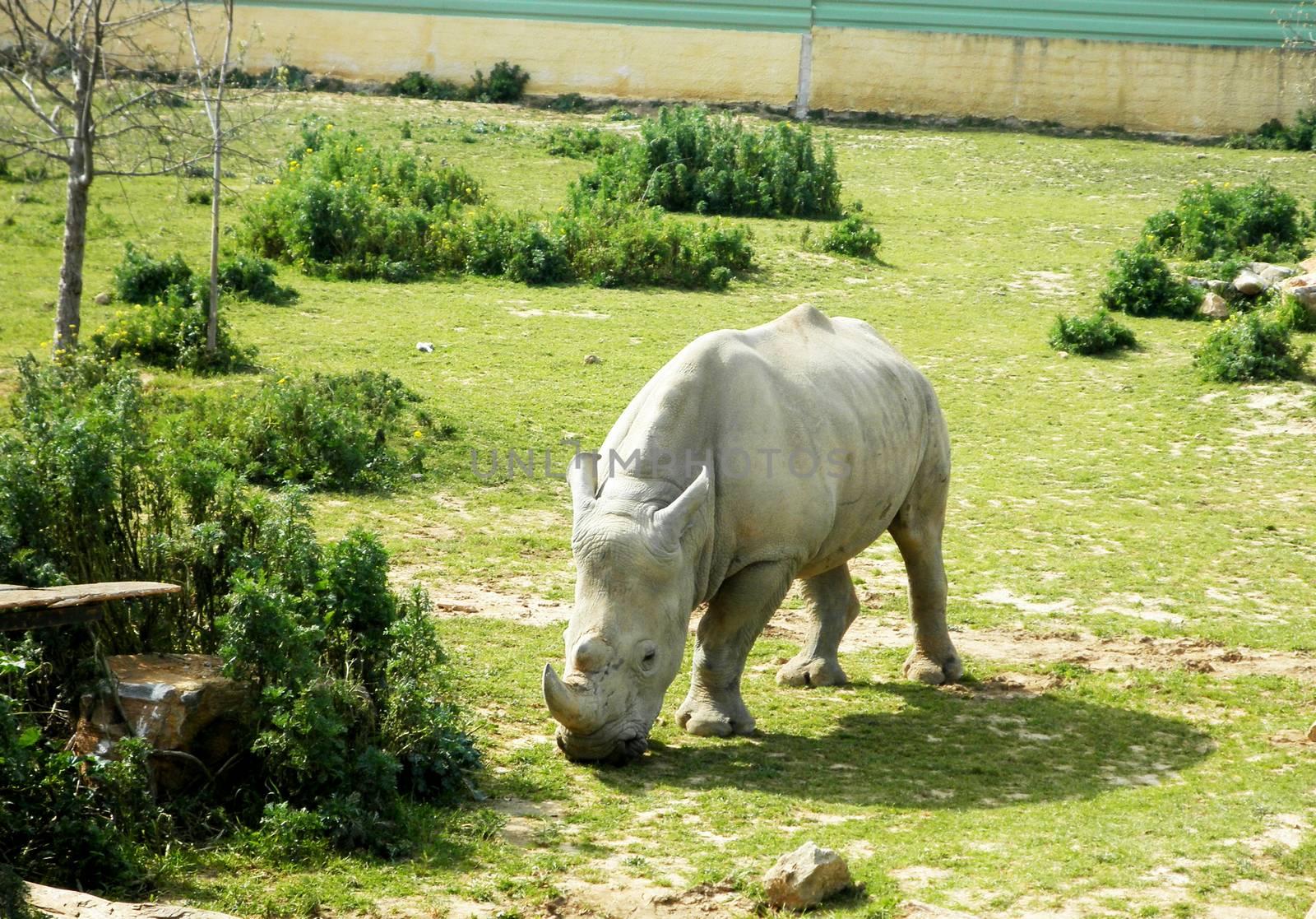 Close up view of a Rhinoceros grazing.

Picture taken on March 13, 2011.
