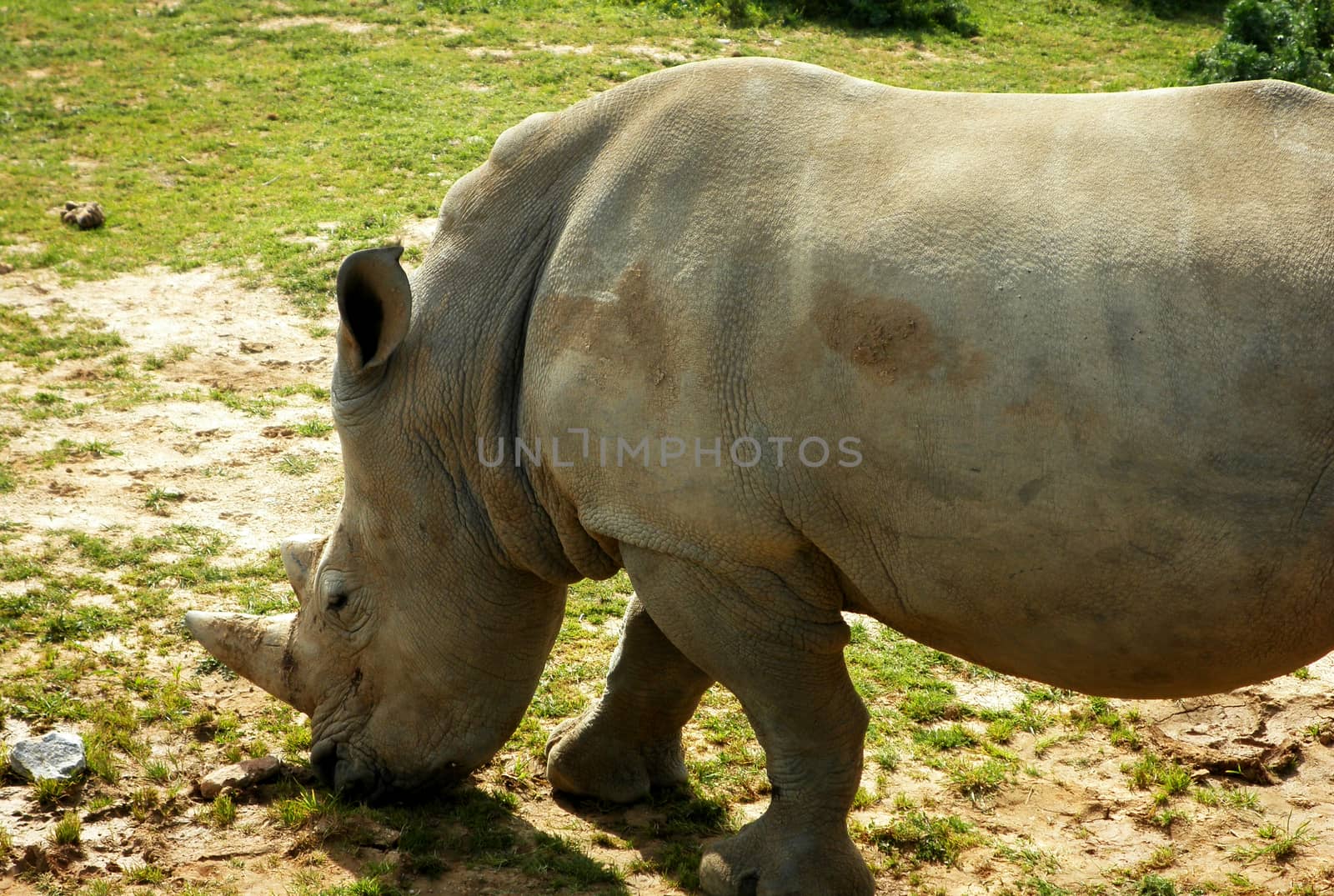 Close up view of a Rhinoceros grazing.

Picture taken on March 13, 2011.