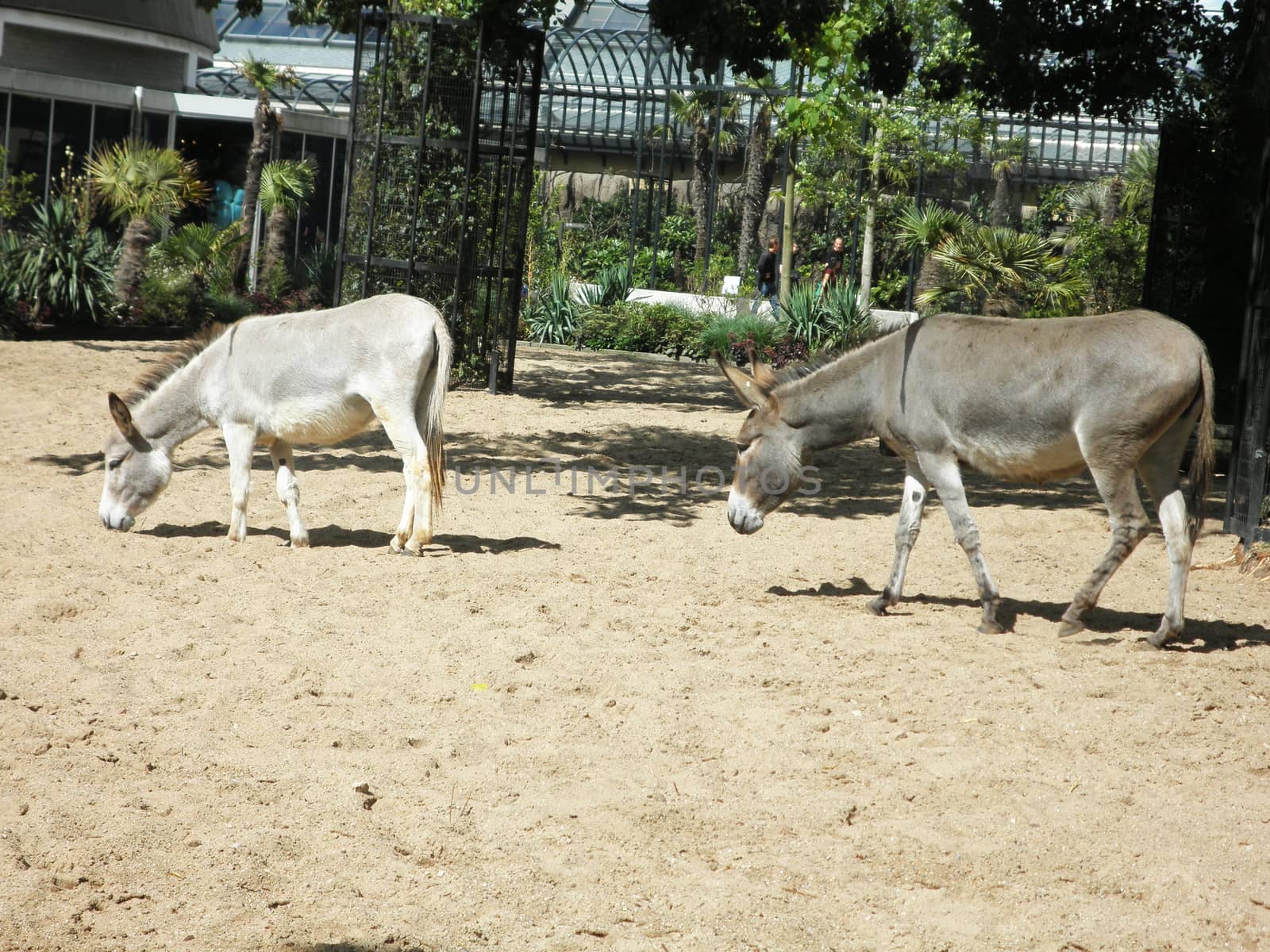 Close up view of two donkeys.

Picture taken on March 13, 2011.