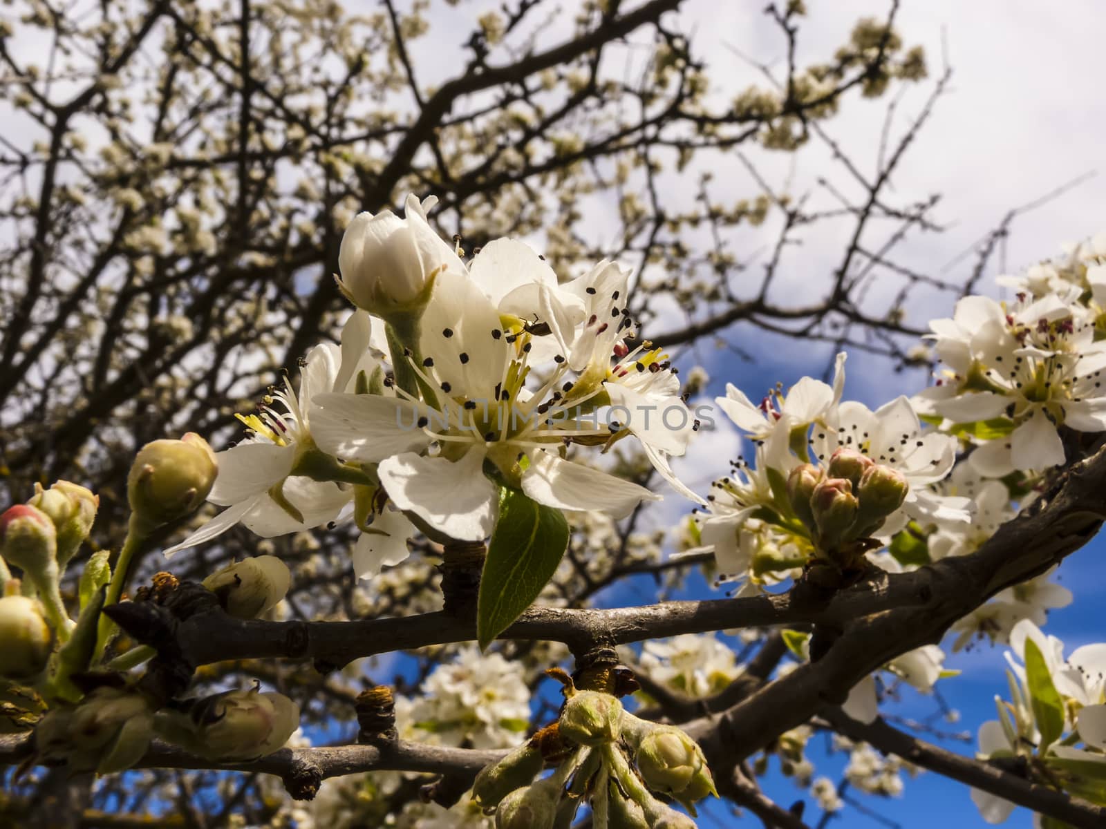 Fruit tree blossoms by ankarb