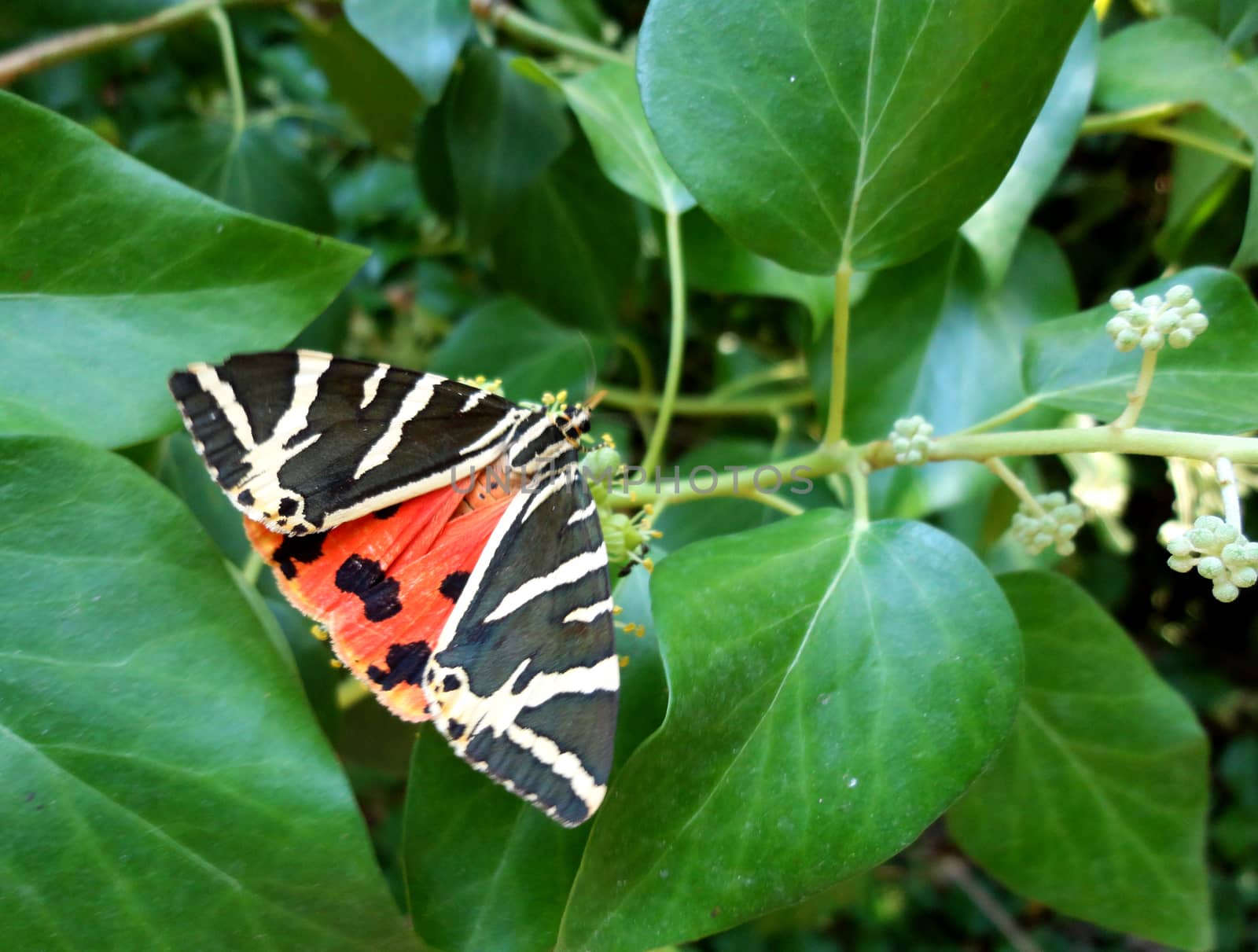 Black-yellow-red butterfly free in nature. Extreme close-up.

Picture taken on September 2, 2011.