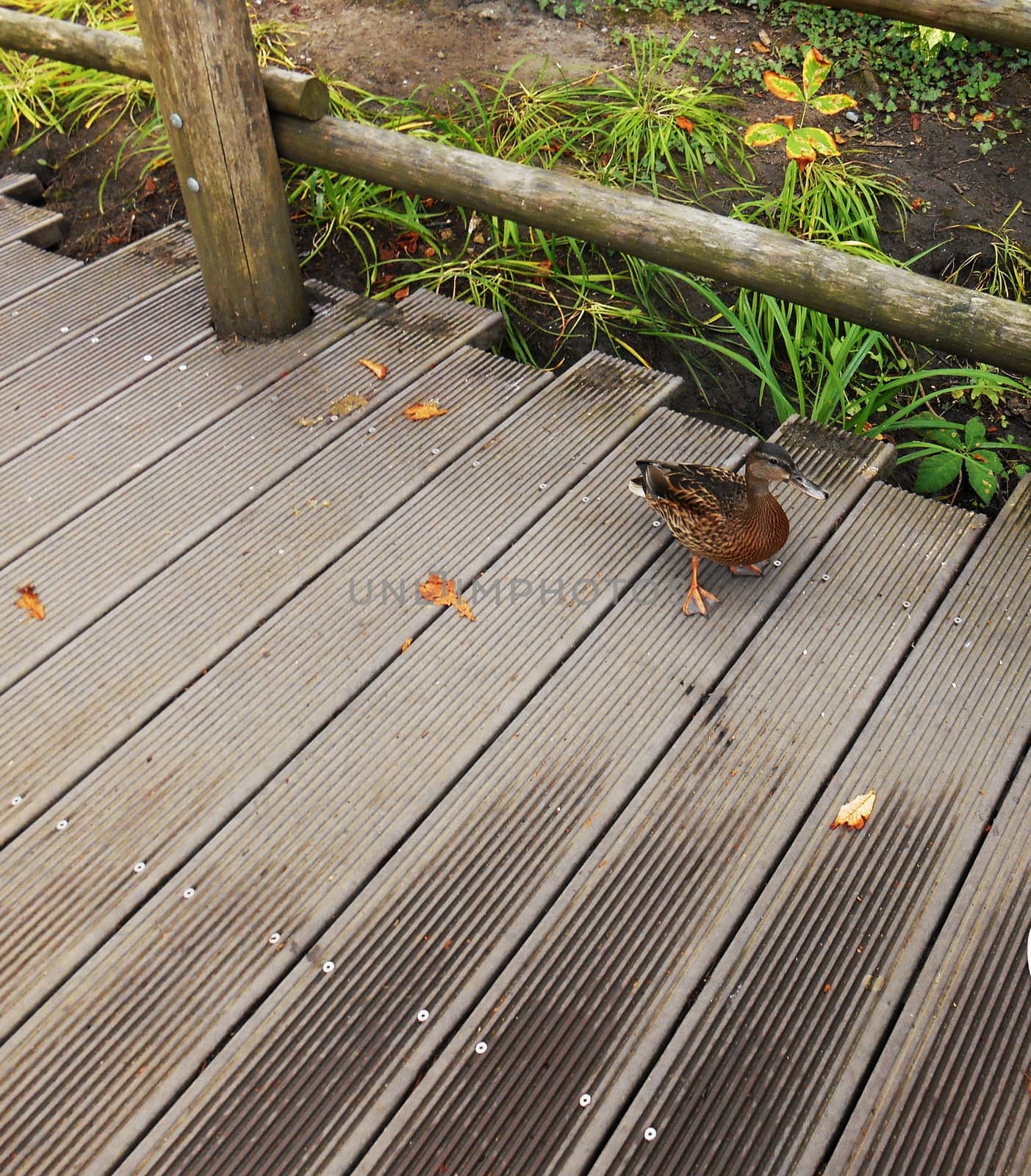 Close up view of a little duck crossing a small bridge.

Picture taken on August 25, 2013.