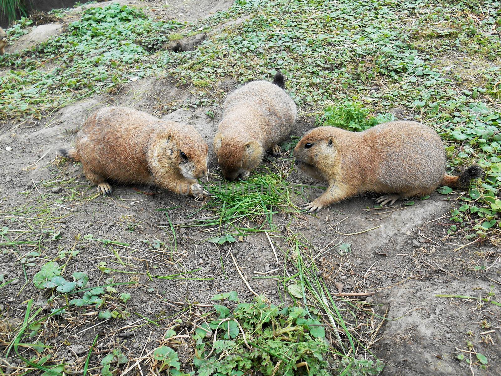 Three Arctic ground squirrels gathering around each other in nature.

Picture taken on August 25, 2013.