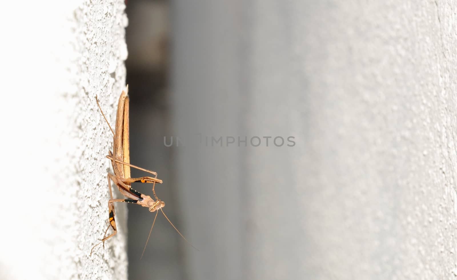 Mantis rested on the wall of the fence