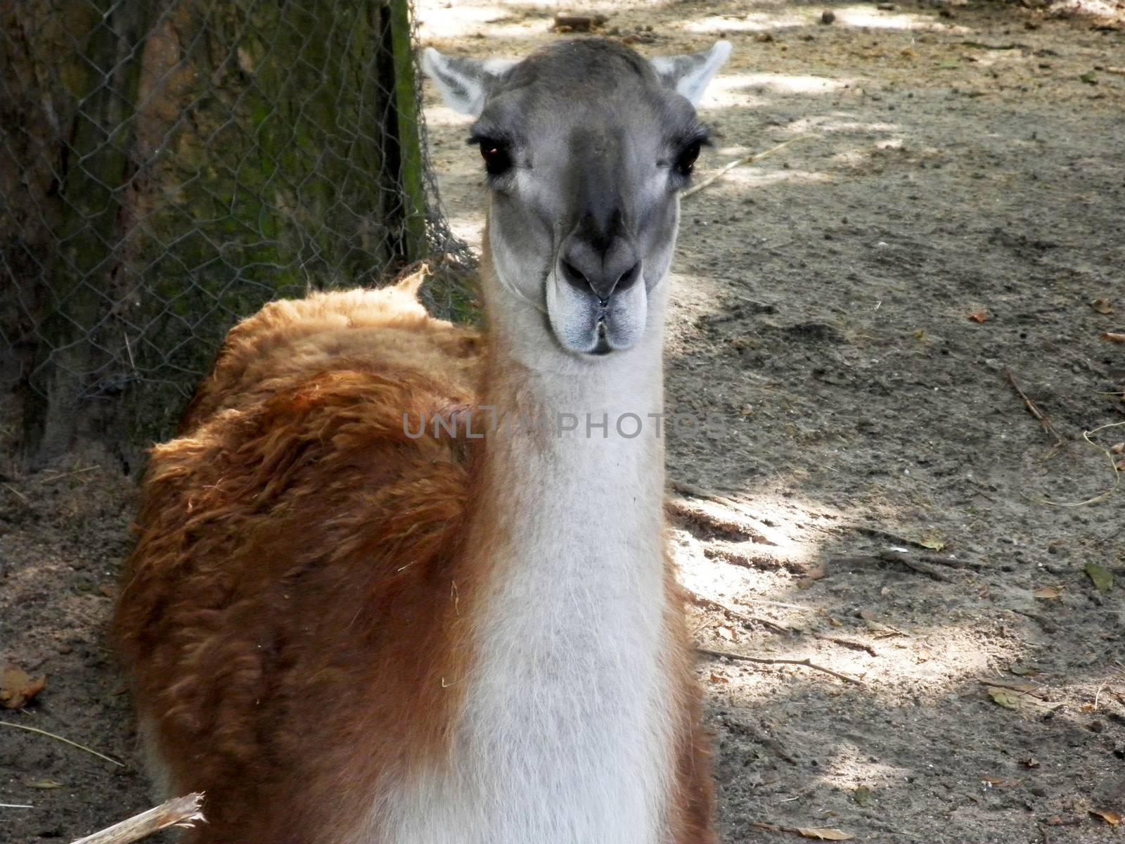 Llama looking at my camera by ValEs1989