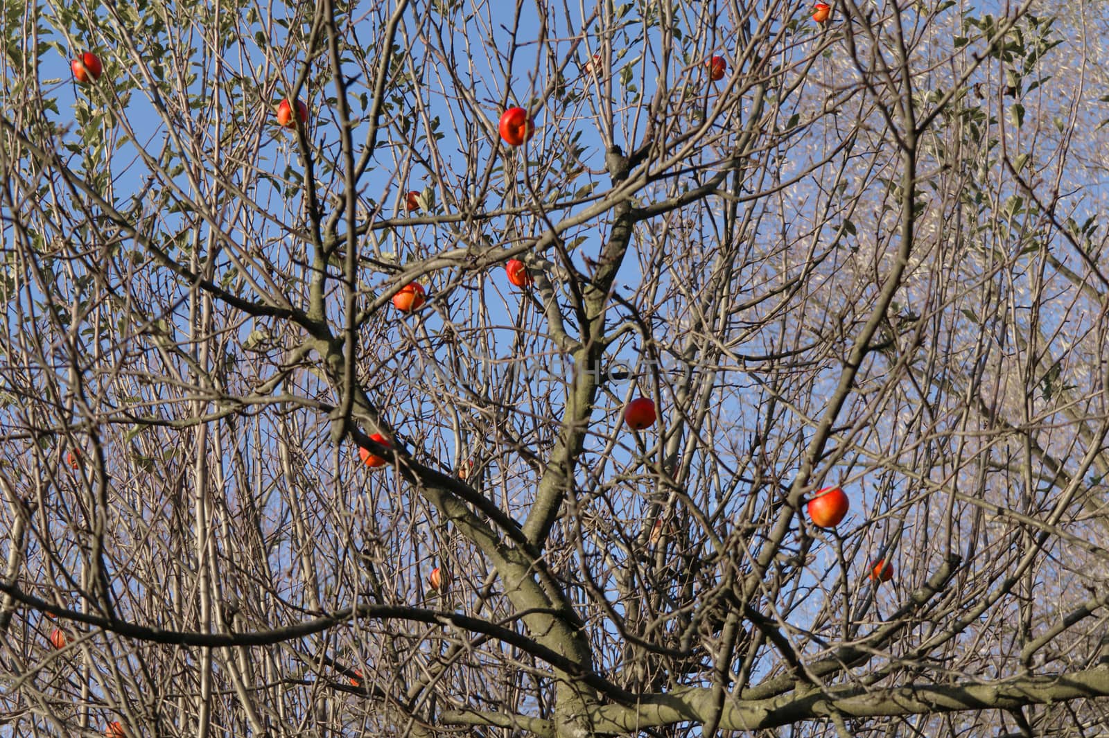 last ripe apples on the tree