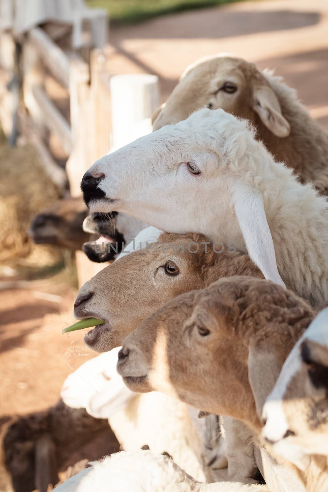 sheep looking for feeding