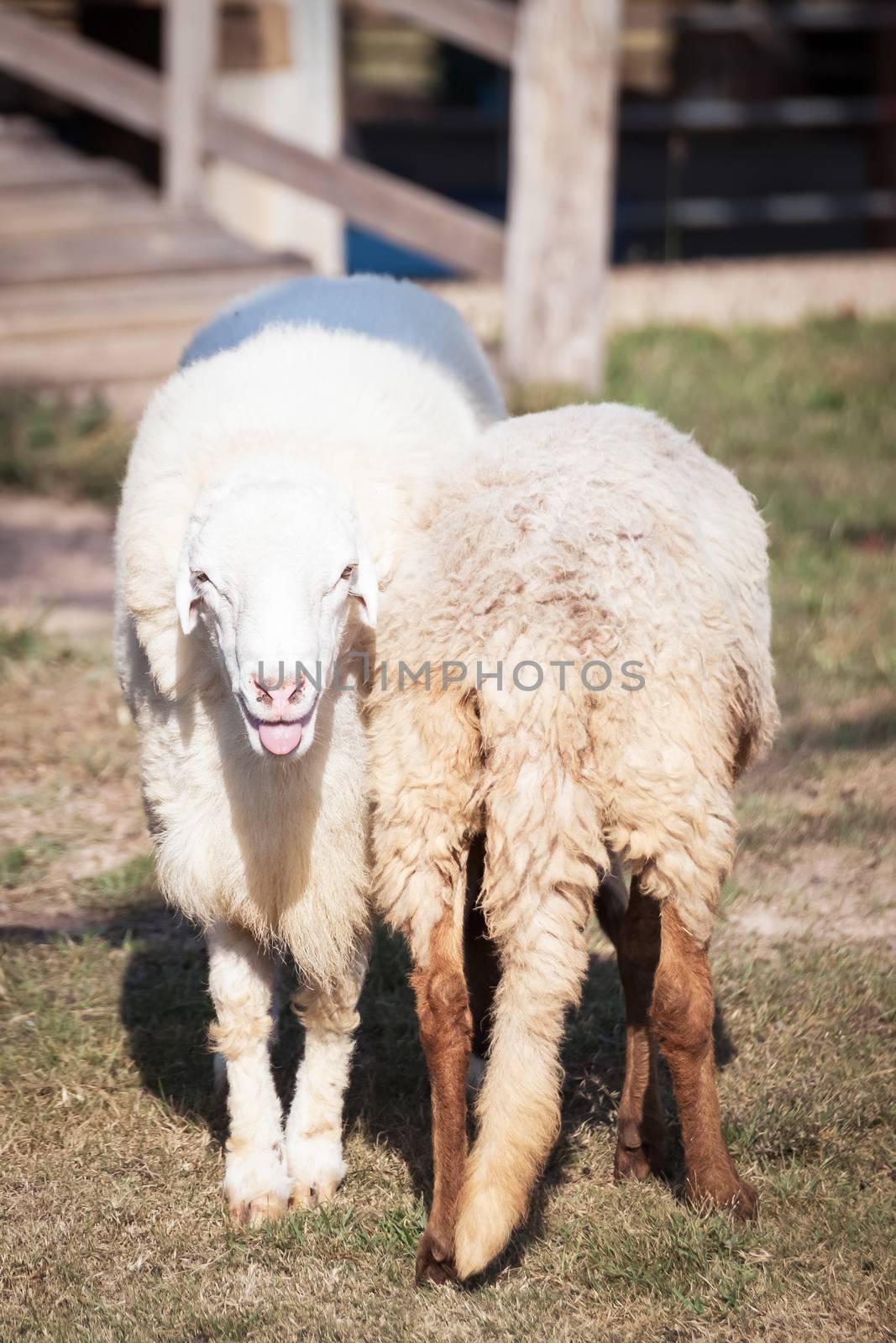 sheep looking and smiling and back of sheep by FrameAngel